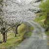 桜と田舎道