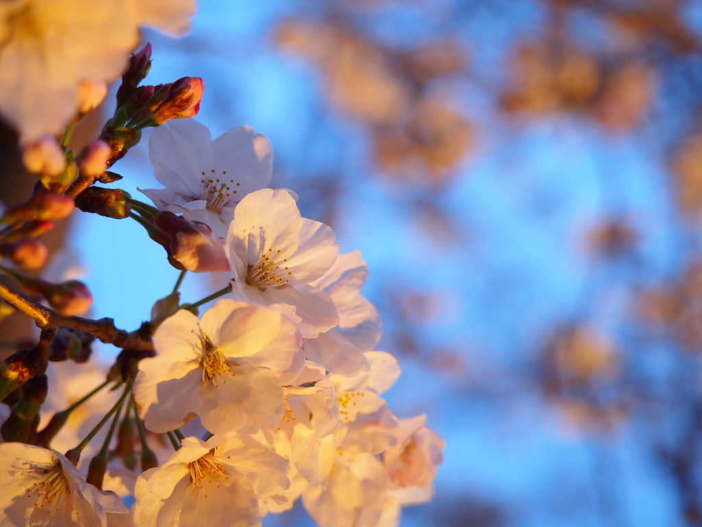 桜の季節到来