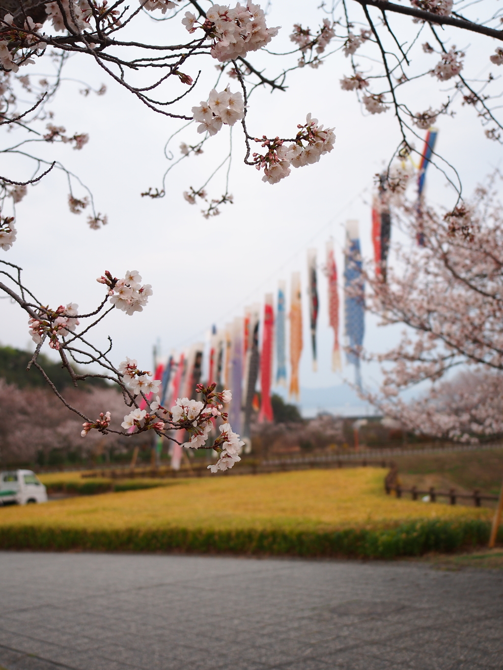 桜の季節到来