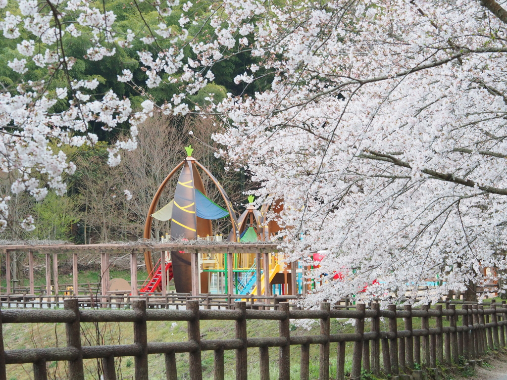 桜と公園