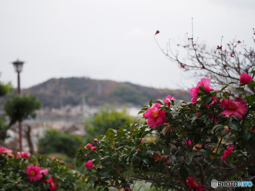 花と瀬戸内海