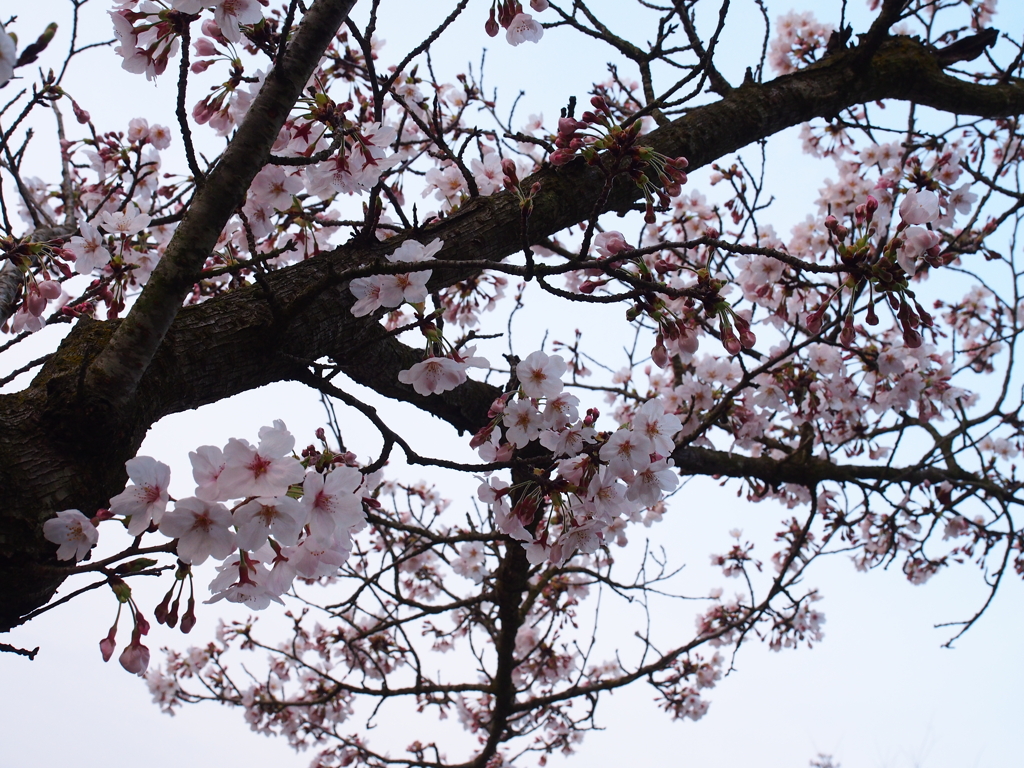 桜の季節到来