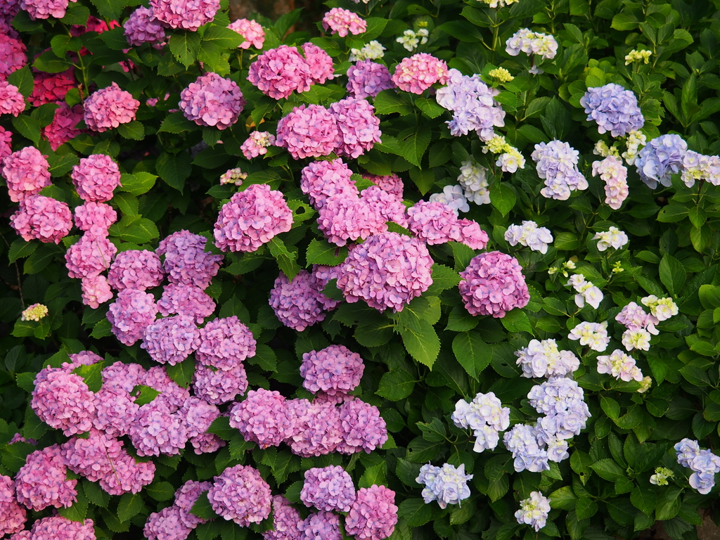 紫陽花