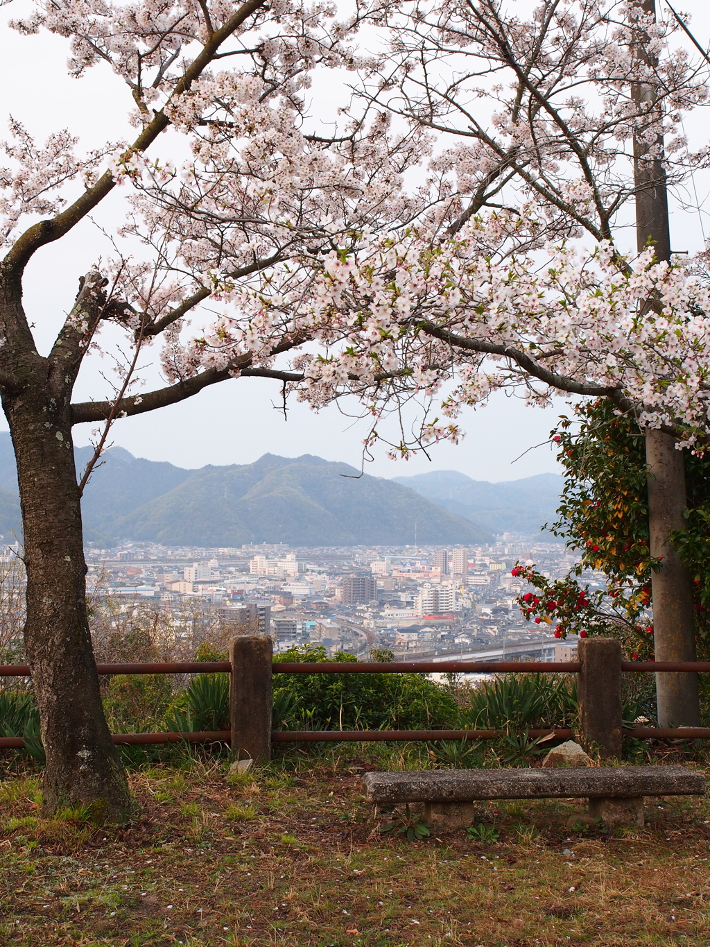 桜の季節到来