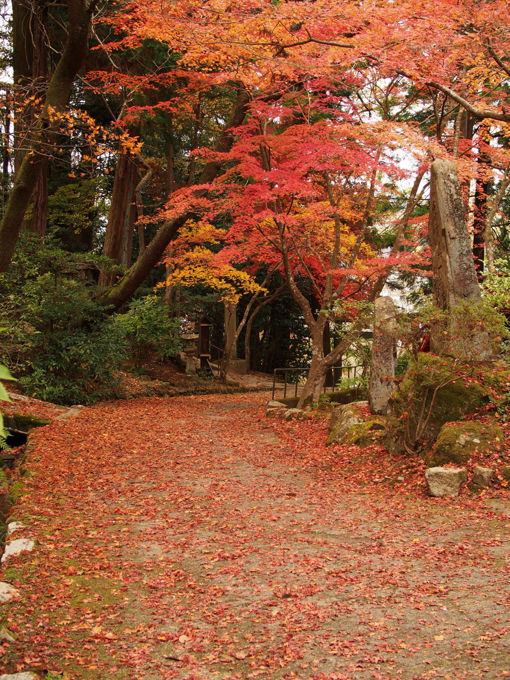 今高野山の紅葉