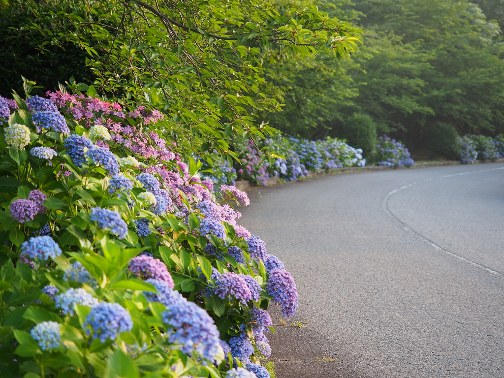紫陽花