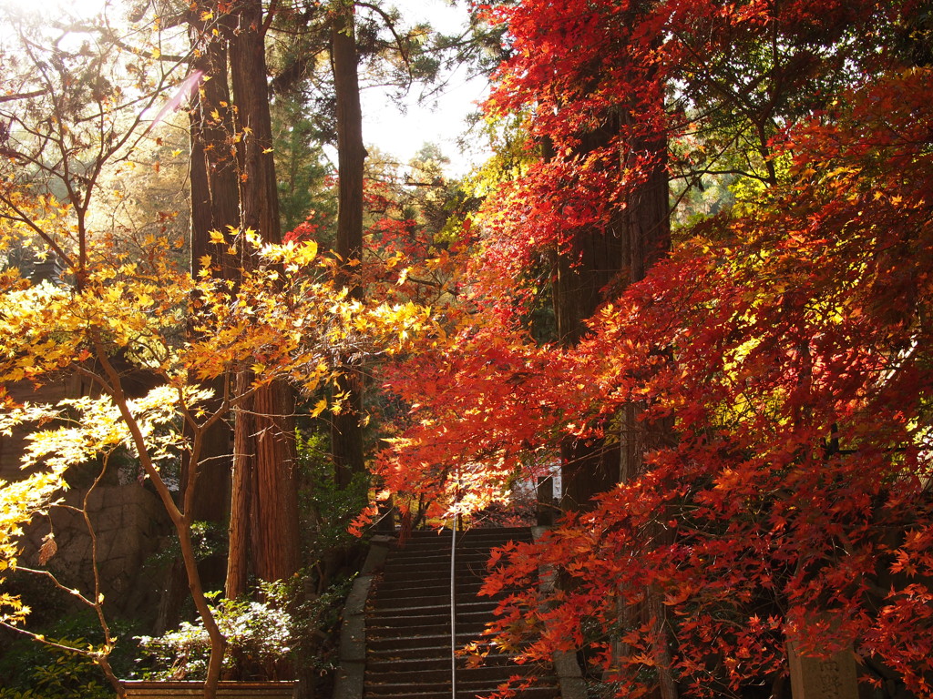 紅葉(今高野山)