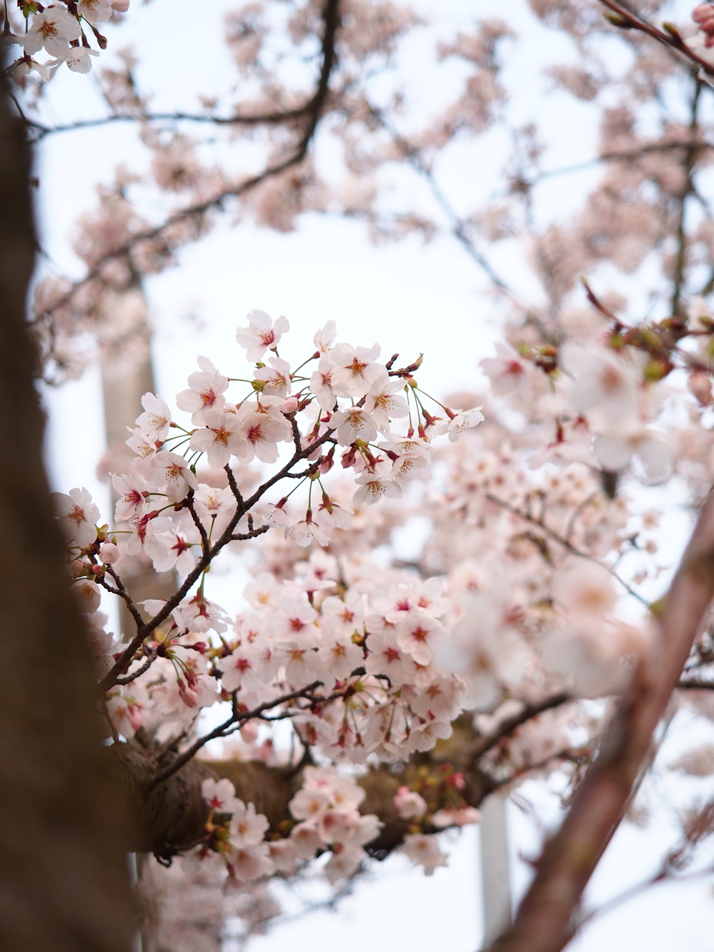 桜の季節到来