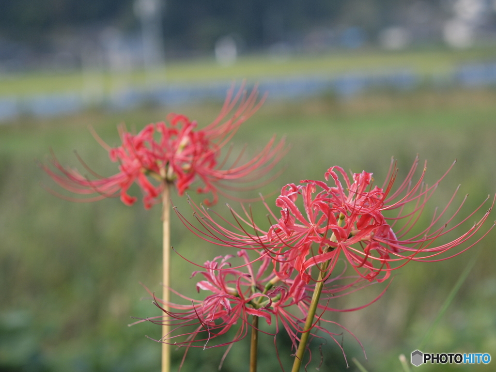 彼岸花