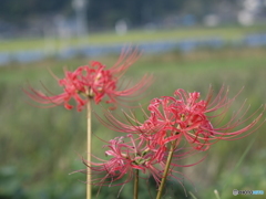 彼岸花 彼岸花
