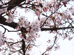 桜の季節到来