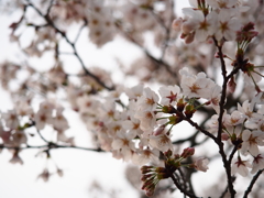 桜の季節到来