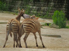 ゼブラ