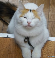 ウインク
