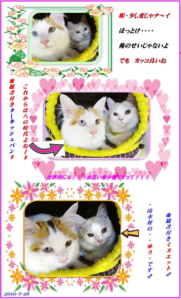 HP　2匹はいつも仲良し