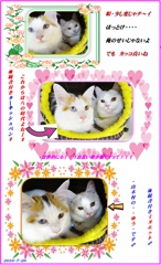 HP　2匹はいつも仲良し