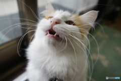 えさくれ＾～