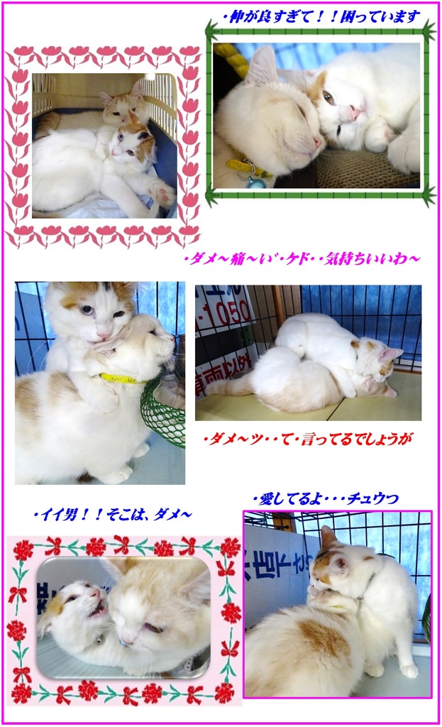 HP　2匹・・仲・良いでしょう