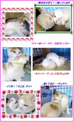 HP　2匹・・仲・良いでしょう