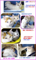 HP　2匹・・てつかれる～