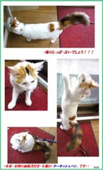 HP　ひたいのハチが目印に