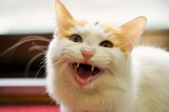 DSC04218