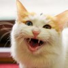 DSC04218