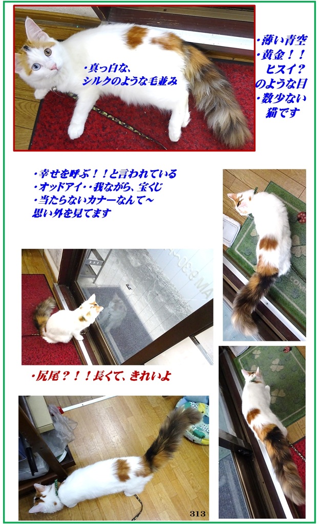 HP　タ―キッシュバン・しっぽは素晴らしい