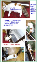 HP　タ―キッシュバン・しっぽは素晴らしい