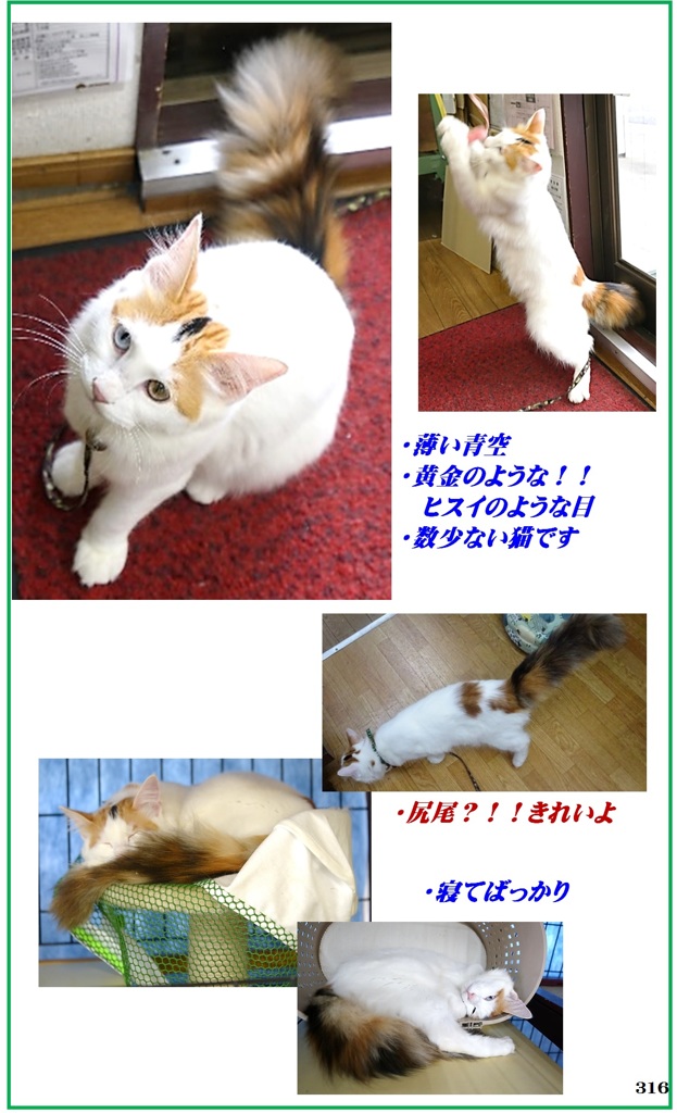 HP　タ―キッシュバン・ハチ（八）