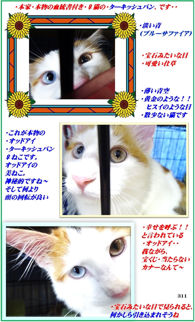 HP　はちの眼がいいですね～