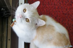 メヌエット嘆息