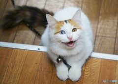 オッドアイのターキッシュバン