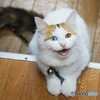オッドアイのターキッシュバン