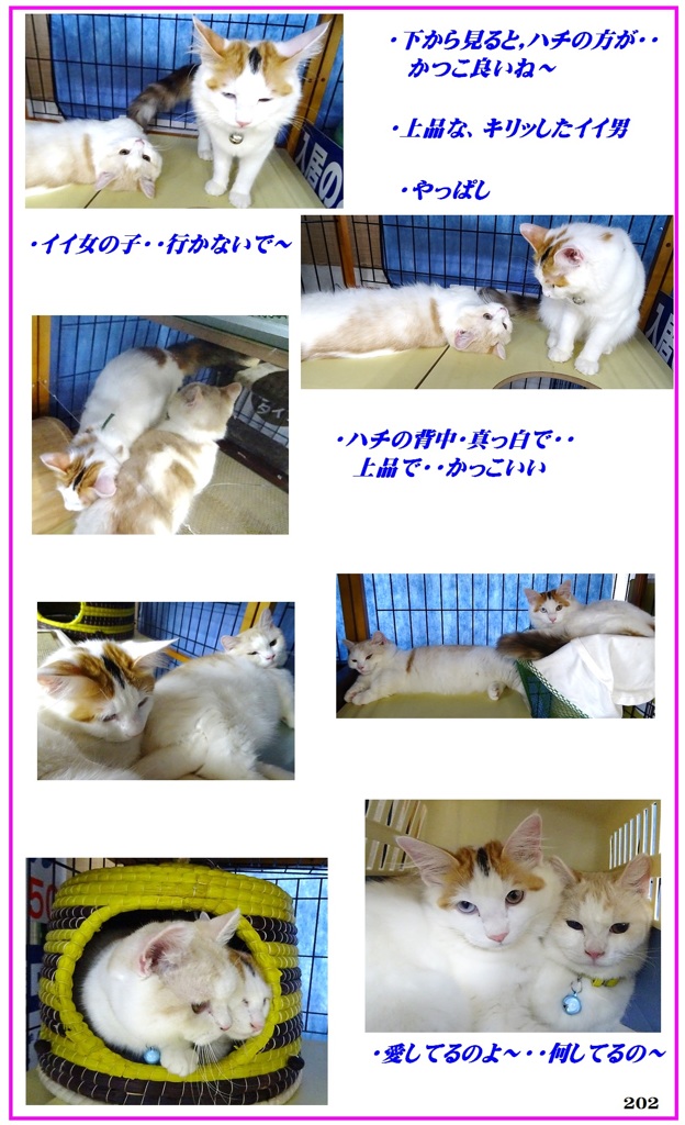 HP　2匹（二人は若～い）