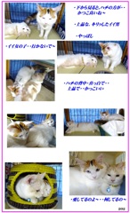 HP　2匹（二人は若～い）