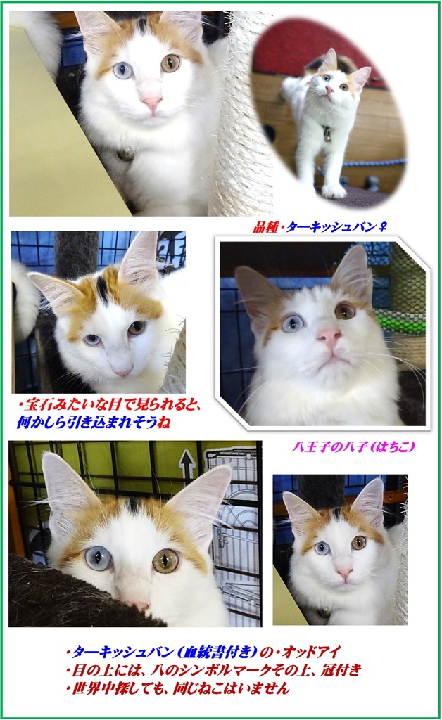 HP　鋭い・オッドアイのはち