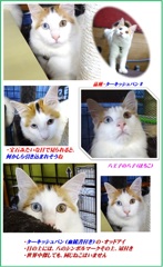 HP　鋭い・オッドアイのはち