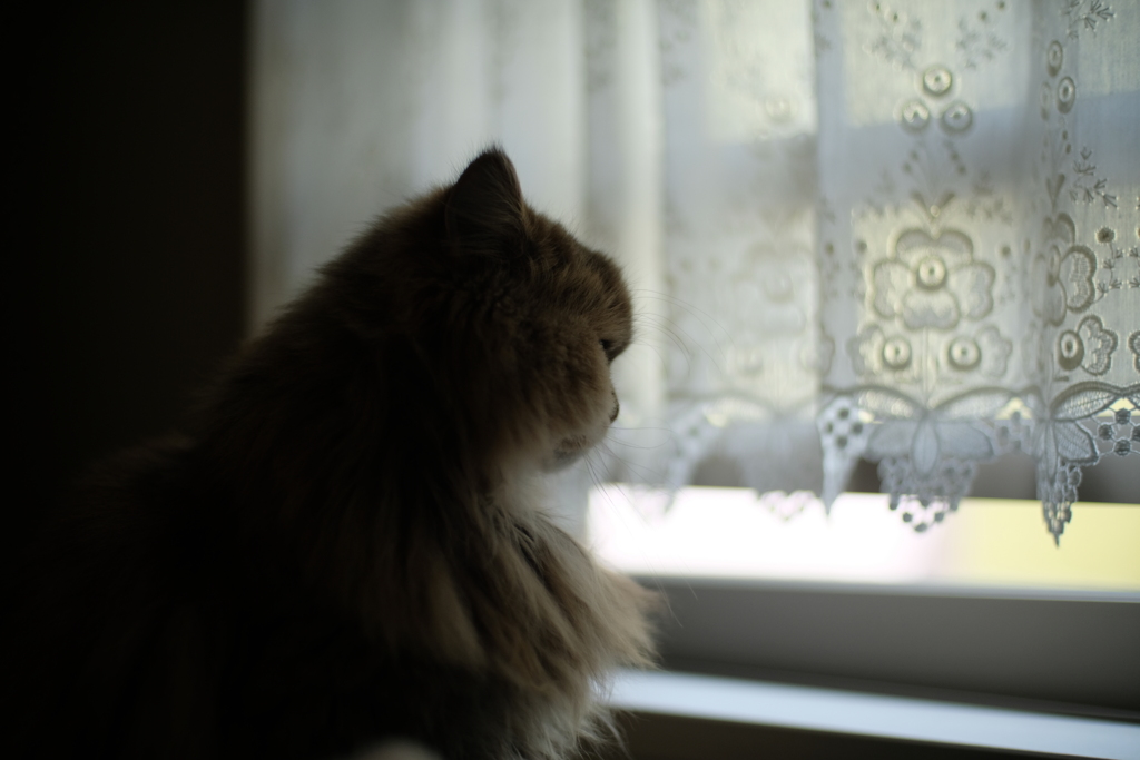 外を眺める猫