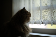 外を眺める猫