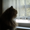 外を眺める猫