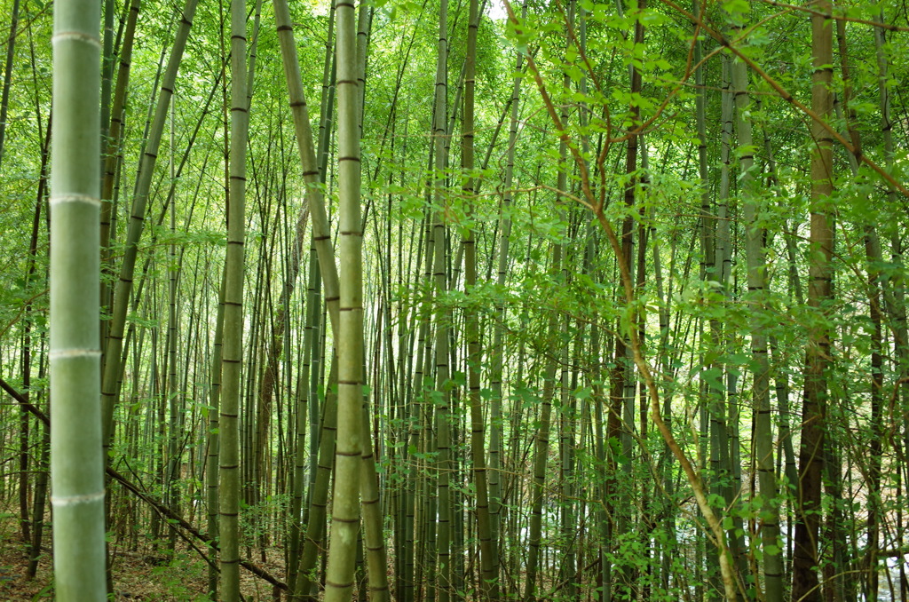 竹林