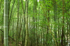 竹林