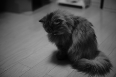 床を見つめる猫