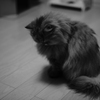 床を見つめる猫