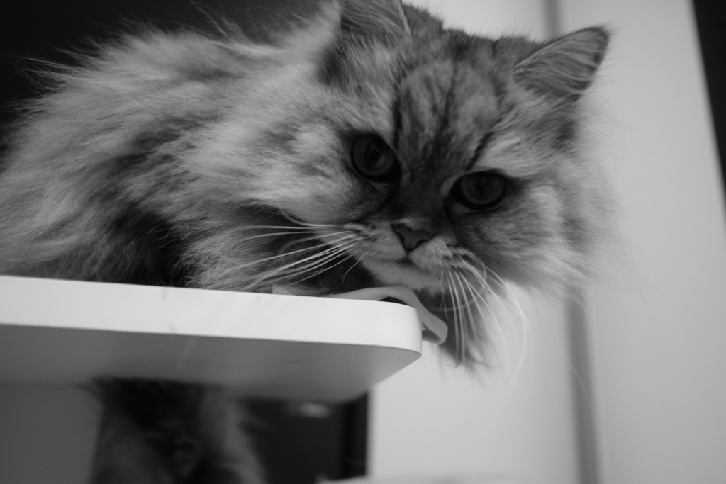 見下ろす猫