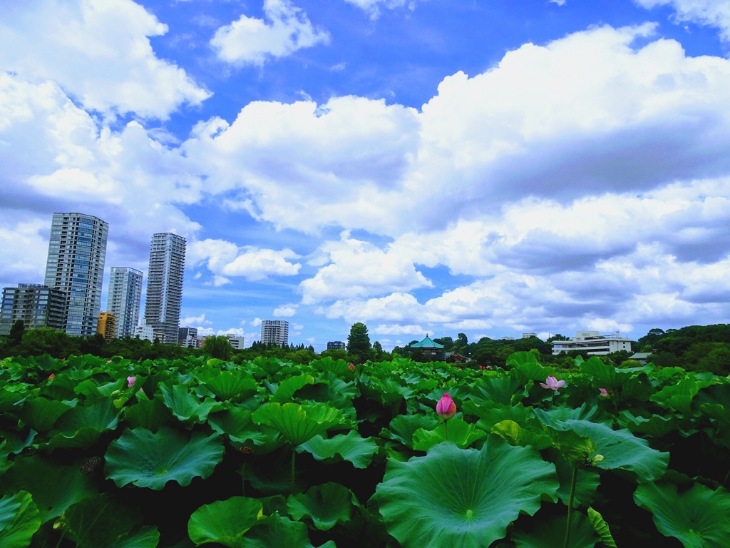 夏空