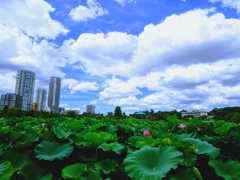 夏空