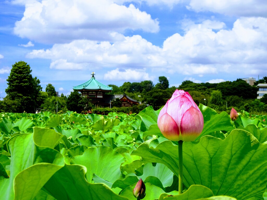 真夏の不忍池