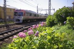 線路沿いの紫陽花③